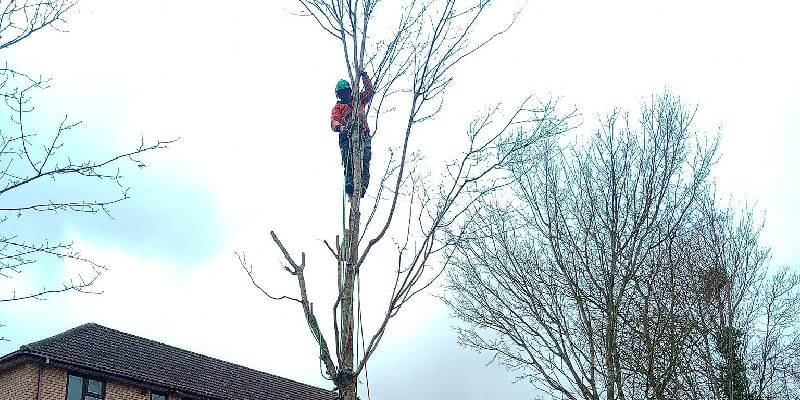 Pruning A Tree