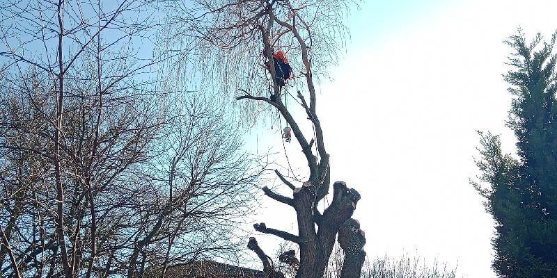 Tree Being Maintained