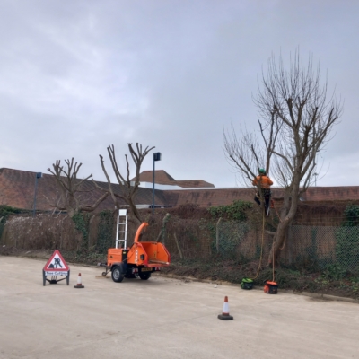 tree surgeon working in tree after completing two other trees