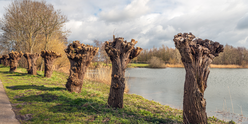 freshly pruned trees