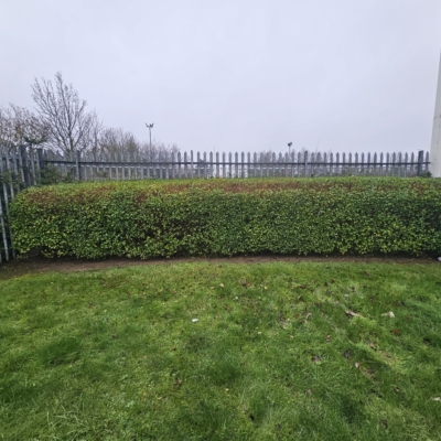 Newly trimmed bushes