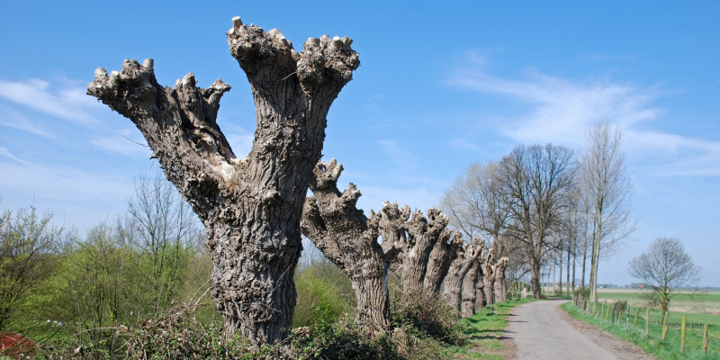 Pollarded trees along path