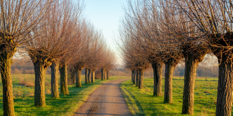 Pollarded trees along road