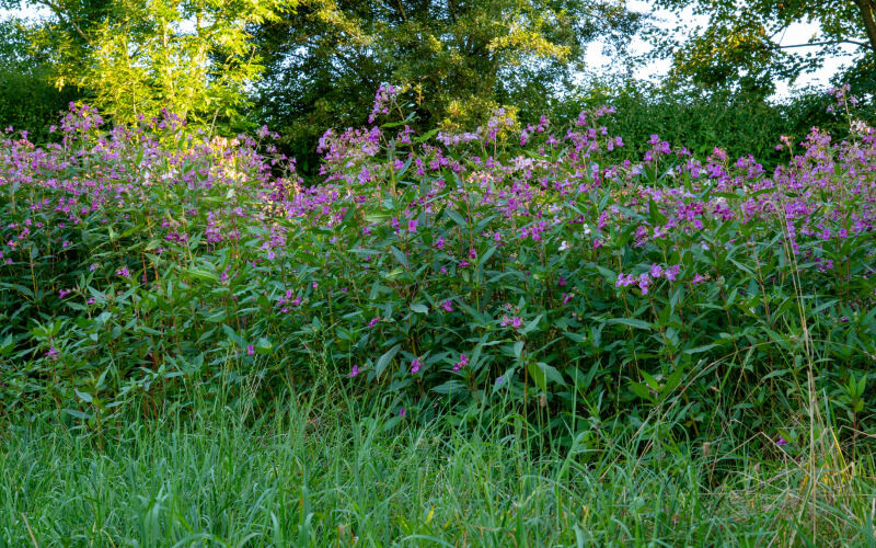 Himalayan Balsam