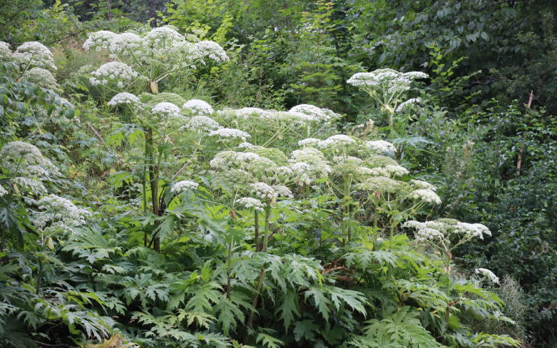 Giant Hogweed