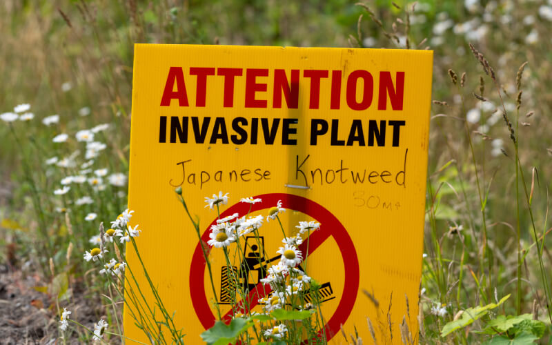 Invasive plant sign