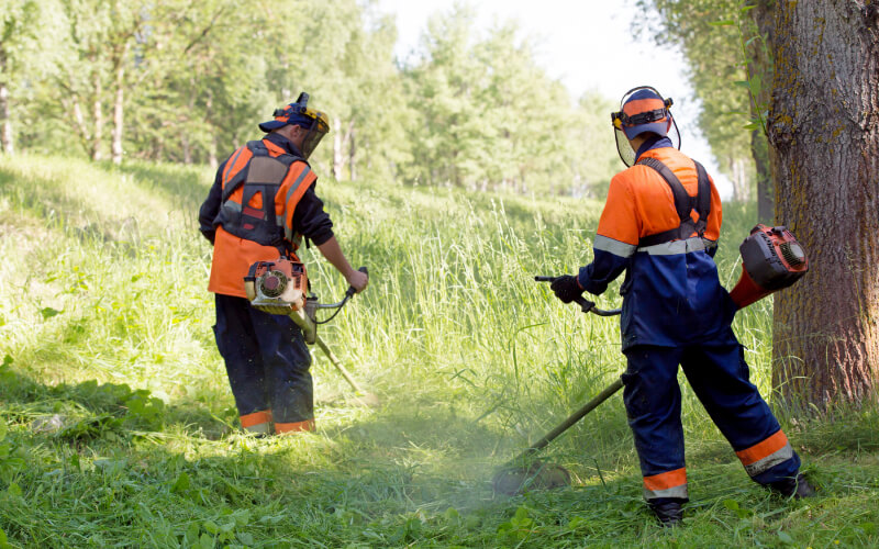 Landscapers trimming