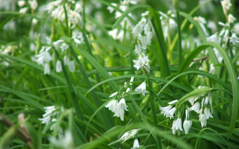 Three cornered garlic
