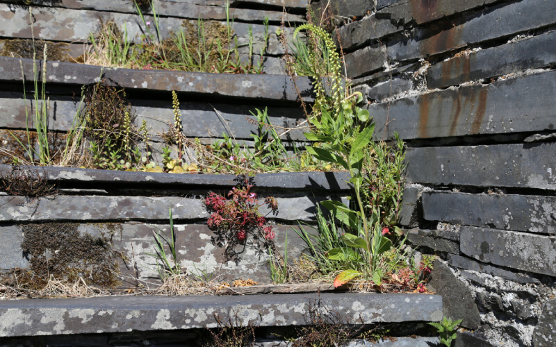 Weeds on stairs