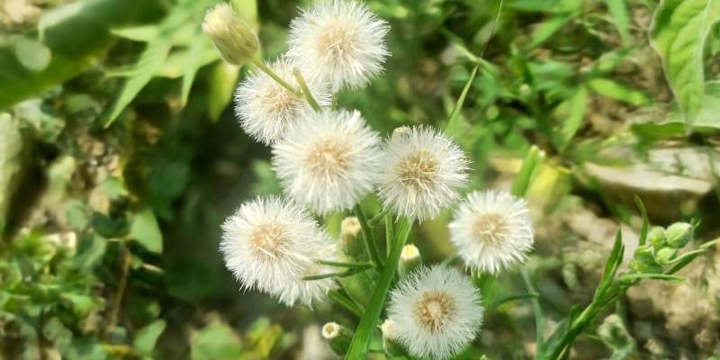 Close up of Wildflowers