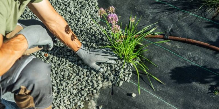Hand on gravel around a plant