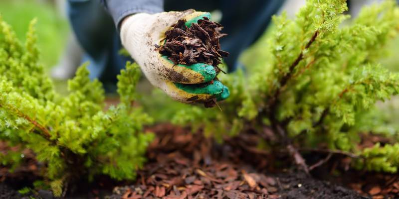 Dirt being held in glove around plant