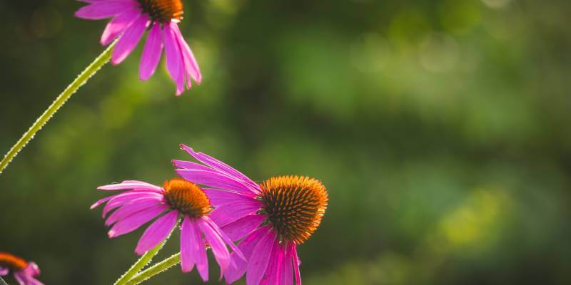 Echinacea