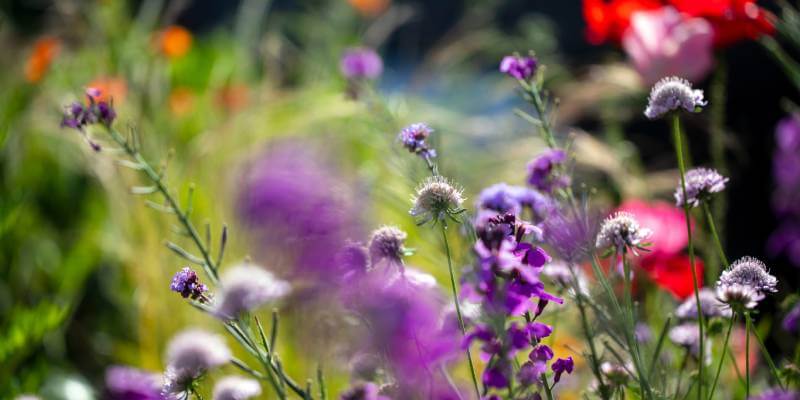 erysimum bowles mauve