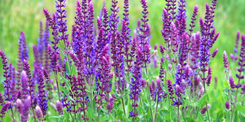 long purple flowers
