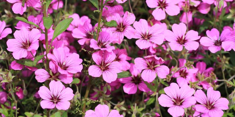 pink flowers