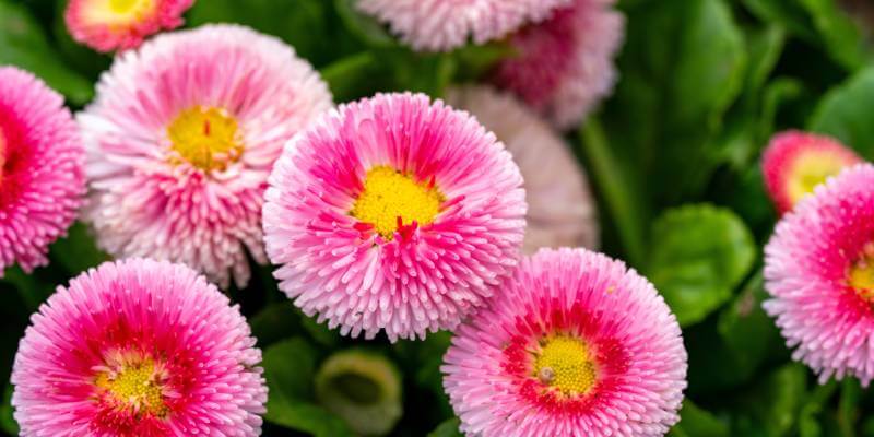 pink round flowers