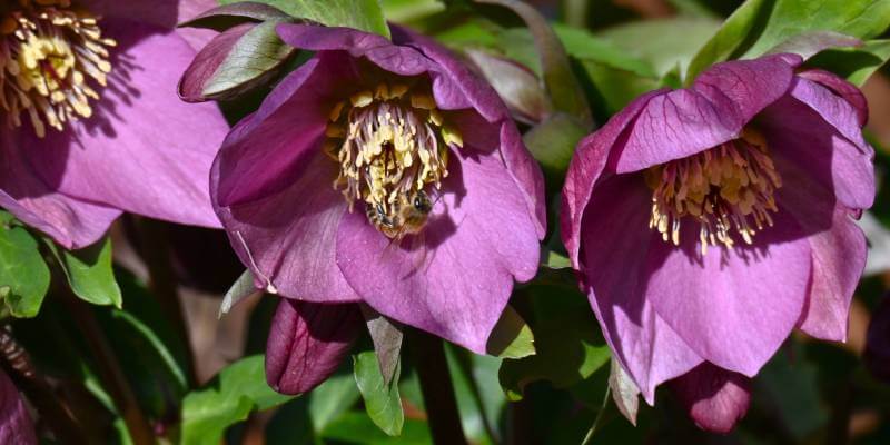 purple flowers