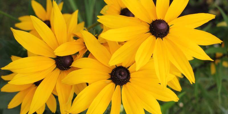 rudbeckia