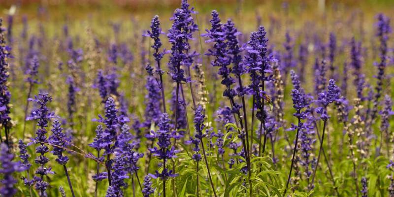 salvia
