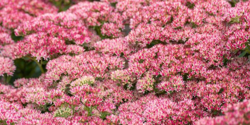 sedum